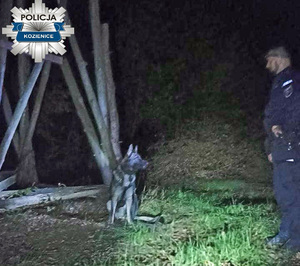 Pies i policjant - pora nocna.