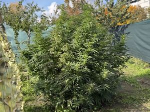 zabezpieczone krzaki konopi.