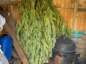 zabezpieczone krzaki konopi.