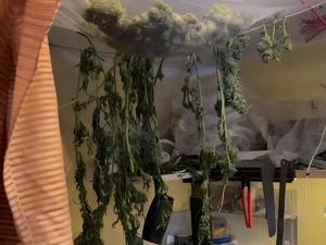 zabezpieczone krzaki konopi.