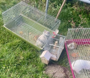 Klatka z uratowanymi zwierzętami.