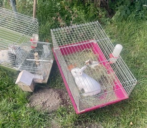 Klatka z uratowanymi zwierzętami.