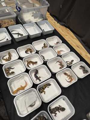 Chronione zwierzęta w specjalnych pojemnikach.