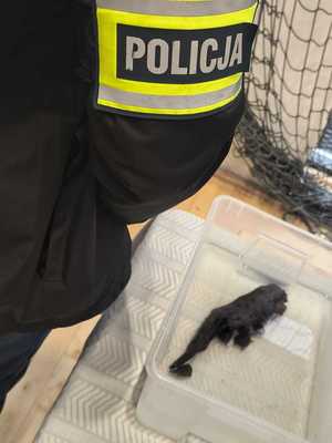 Policjant i w tle chronione zwierzę w specjalnym pojemniku.