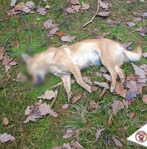 Martwy pies leży na trawie.