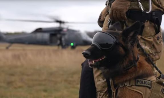 Policjant z psem bojowym, w tle śmigłowiec.