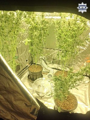 Konopie hodowane w namiocie.