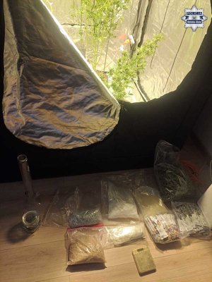 Konopie hodowane w namiocie.