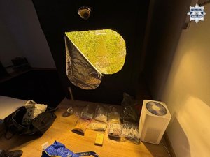 Konopie w namiocie a przed nim w woreczkach środki odurzające.