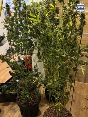 Krzewy konopi w doniczkach.