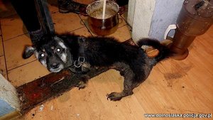 Pies w mieszkaniu, który został odebrany właścicielce.