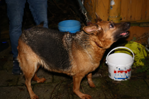 Pies znaleziony w pustostanie.