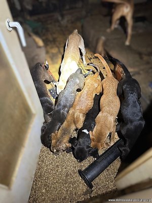 chude psy, wygłodzone, psy