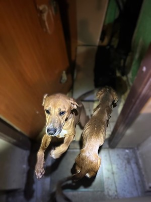 Zabezpieczone przez policjantów psy na klatce schodowej.