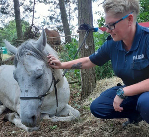 policjantka, dzielnicowa pomaga zwierzętom,