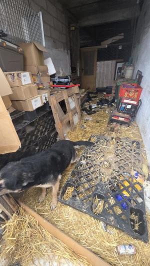 Psy przetrzymywane w rażąco złych warunkach.