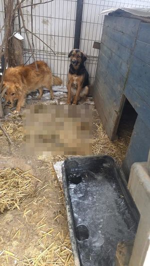 Psy przetrzymywane w rażąco złych warunkach.