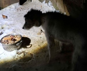 Pies stoi obok miski z jedzeniem.