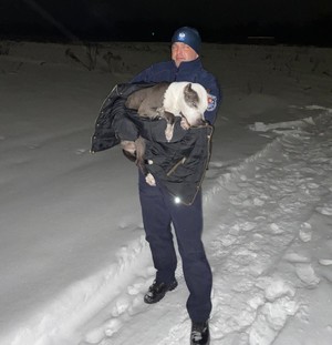 Policjant trzyma na rękach psa.