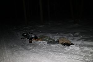 noc, las, zima, rzeczy porozrzucane w śniegu.