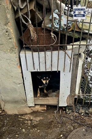 Na zdjęciu pies w budzie w złych warunkach przywiązany łańcuchem.