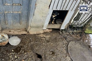 Na zdjęciu pies w budzie w złych warunkach przywiązany łańcuchem.