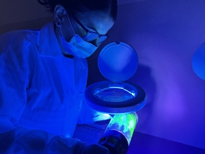 Osoba w fartuchu i w maseczce na twarzy ogląda próbkę w świetle ultrafioletowym.