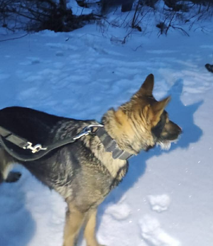 Pies tropiący na smyczy.