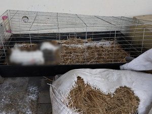 Klatki z królikami.