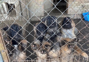 psy skaczące na siatkę.