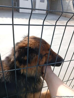 pies w samochodzie. Policjant siedzi z psem w samochodzie.