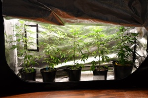 specjalne miejsce do przechowywania krzaków.