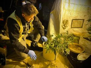 Technik zabezpiecza krzak konopi.