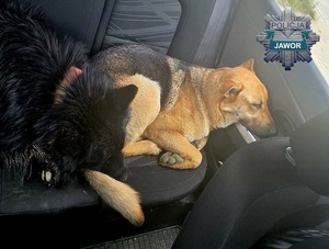 Psy na tylnym siedzeniu radiowozu.