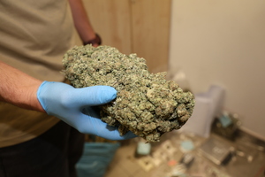 Trzymane w dłoniach narkotyki w formie suszu.