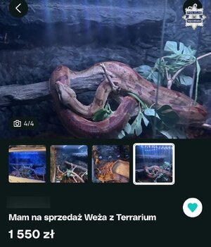 aukcja w Internecie z ogłoszeniem węża na sprzedaż.