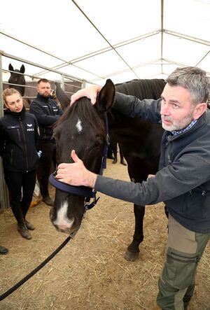 Mężczyzna stoi przy koniu, a wokół niego zebrani uczestnicy szkolenia.
