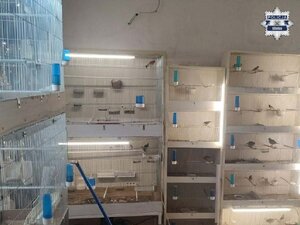 Liczne klatki ustawione w mieszkaniu, w których znajduje się ptactwo.