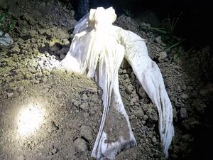 papierosy w kartonach, opakowania, folie.