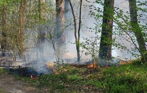 Płonąca ściółka leśna.