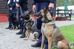 nogi policjantów, obok są ich psy.