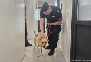 Policjant z psem na smyczy.