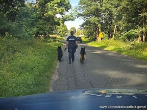 Policjantka drogą prowadzi na smyczy dwa psy.