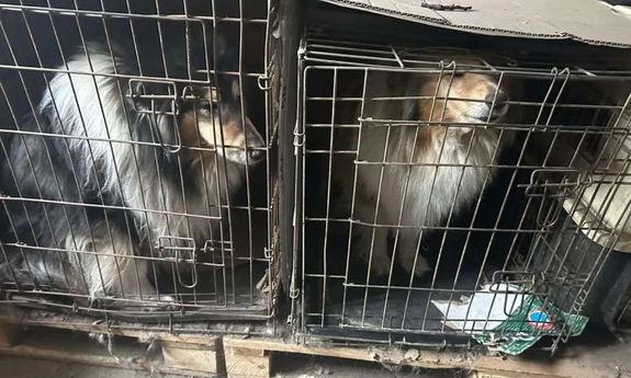104 czworonogi były przetrzymywane w złych warunkach