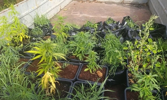 Zabezpieczyli 16 kg narkotyków i nie tylko