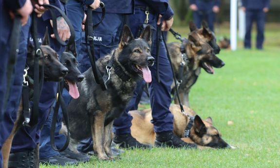 Najlepsi przewodnicy psów służbowych rywalizują w Sułkowicach - XXII Mistrzostwa Kynologii Policyjnej