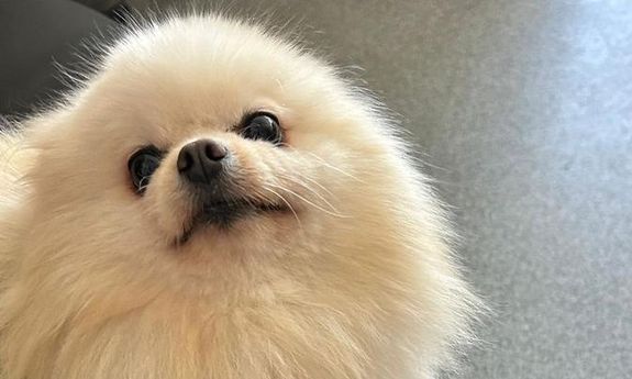 Policjanci z Kcyni zatrzymali złodziei psa