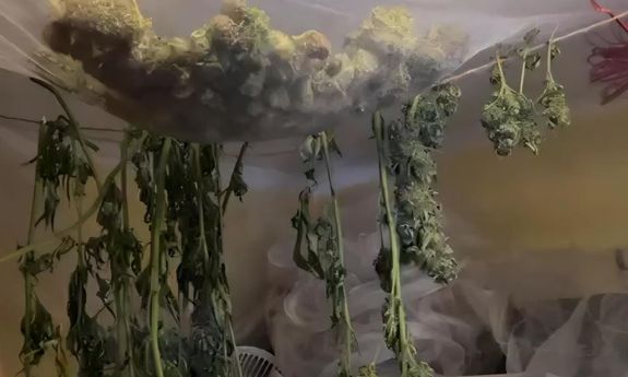 Areszt za uprawę i posiadanie znacznej ilości narkotyków