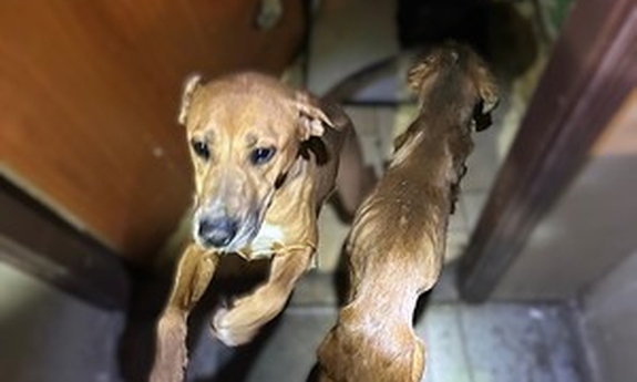 Zatrzymanie sprawców znęcania się nad zwierzętami