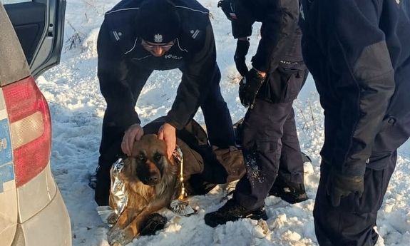 Policjanci uratowali przymarzniętego do pobocza psa